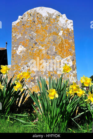 Pierres de tête recouvertes de lichen jaune dans le cimetière de St Peter & St Paul, West Wittering - West Sussex, près de Chichester, Angleterre, Royaume-Uni Banque D'Images