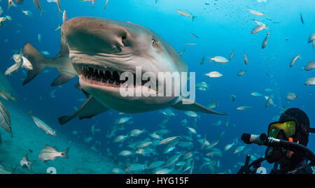 JUPITER EN FLORIDE, TIGER BEACH BAHAMAS : selfies Plongeur avec requin. La tenue d'un seize mètres de long requin tigre dans ses mains un courageux plongeur britannique peut être vu en plaçant les prédateurs sauvages dans une transe onirique quatre-vingt-dix pieds sous l'eau. Avec seulement quelques pouces entre eux, le plongeur de touches et apaise le shark dans une procédure appelée "l'immobilité tonique" souvent utilisé pour calmer les requins afin de retirer les crochets de leur bouche ou de la gorge. Autres photos Mettez le rasoir des dents pointues à l'intérieur des deux tiger et requins citrons' bouche tandis que le plongeur part nourrit quelques gâteries de poisson. Ils peuvent également être vus playin Banque D'Images