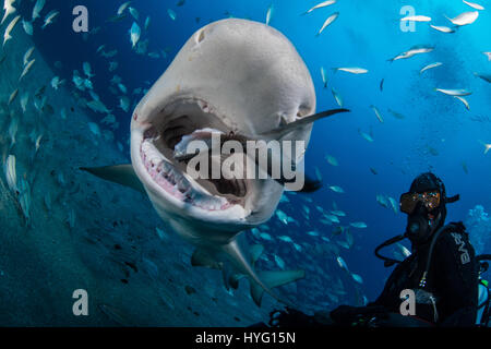 JUPITER EN FLORIDE, TIGER BEACH BAHAMAS : requin Selfies avec la consommation de poisson. La tenue d'un seize mètres de long requin tigre dans ses mains un courageux plongeur britannique peut être vu en plaçant les prédateurs sauvages dans une transe onirique quatre-vingt-dix pieds sous l'eau. Avec seulement quelques pouces entre eux, le plongeur de touches et apaise le shark dans une procédure appelée "l'immobilité tonique" souvent utilisé pour calmer les requins afin de retirer les crochets de leur bouche ou de la gorge. Autres photos Mettez le rasoir des dents pointues à l'intérieur des deux tiger et requins citrons' bouche tandis que le plongeur part nourrit quelques gâteries de poisson. Ils peuvent également être vus Banque D'Images