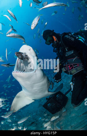 JUPITER EN FLORIDE, TIGER BEACH BAHAMAS : photo avec diver nourrir les requins. La tenue d'un seize mètres de long requin tigre dans ses mains un courageux plongeur britannique peut être vu en plaçant les prédateurs sauvages dans une transe onirique quatre-vingt-dix pieds sous l'eau. Avec seulement quelques pouces entre eux, le plongeur de touches et apaise le shark dans une procédure appelée "l'immobilité tonique" souvent utilisé pour calmer les requins afin de retirer les crochets de leur bouche ou de la gorge. Autres photos Mettez le rasoir des dents pointues à l'intérieur des deux tiger et requins citrons' bouche tandis que le plongeur part nourrit quelques gâteries de poisson. Ils peuvent également b Banque D'Images