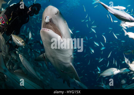 JUPITER EN FLORIDE, TIGER BEACH BAHAMAS : en bas de l'angle de la consommation de poisson requin. La tenue d'un seize mètres de long requin tigre dans ses mains un courageux plongeur britannique peut être vu en plaçant les prédateurs sauvages dans une transe onirique quatre-vingt-dix pieds sous l'eau. Avec seulement quelques pouces entre eux, le plongeur de touches et apaise le shark dans une procédure appelée "l'immobilité tonique" souvent utilisé pour calmer les requins afin de retirer les crochets de leur bouche ou de la gorge. Autres photos Mettez le rasoir des dents pointues à l'intérieur des deux tiger et requins citrons' bouche tandis que le plongeur part nourrit quelques gâteries de poisson. Ils peuvent également Banque D'Images