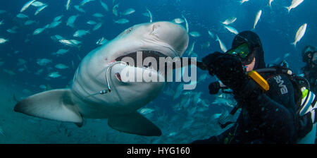 JUPITER EN FLORIDE, TIGER BEACH BAHAMAS : Diver tesing shark avec le poisson. La tenue d'un seize mètres de long requin tigre dans ses mains un courageux plongeur britannique peut être vu en plaçant les prédateurs sauvages dans une transe onirique quatre-vingt-dix pieds sous l'eau. Avec seulement quelques pouces entre eux, le plongeur de touches et apaise le shark dans une procédure appelée "l'immobilité tonique" souvent utilisé pour calmer les requins afin de retirer les crochets de leur bouche ou de la gorge. Autres photos Mettez le rasoir des dents pointues à l'intérieur des deux tiger et requins citrons' bouche tandis que le plongeur part nourrit quelques gâteries de poisson. Ils peuvent aussi être vu p Banque D'Images