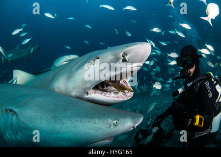 JUPITER EN FLORIDE, TIGER BEACH BAHAMAS : Photo de requins vers l'essaimage de l'alimentation et l'entassement round plongeur. La tenue d'un seize mètres de long requin tigre dans ses mains un courageux plongeur britannique peut être vu en plaçant les prédateurs sauvages dans une transe onirique quatre-vingt-dix pieds sous l'eau. Avec seulement quelques pouces entre eux, le plongeur de touches et apaise le shark dans une procédure appelée "l'immobilité tonique" souvent utilisé pour calmer les requins afin de retirer les crochets de leur bouche ou de la gorge. Autres photos Mettez le rasoir des dents pointues à l'intérieur des deux tiger et requins citrons' bouche tandis que le plongeur part l'alimente un peu de poisson Banque D'Images