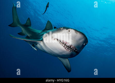 JUPITER EN FLORIDE, TIGER BEACH BAHAMAS : angle shot mortels de requin. La tenue d'un seize mètres de long requin tigre dans ses mains un courageux plongeur britannique peut être vu en plaçant les prédateurs sauvages dans une transe onirique quatre-vingt-dix pieds sous l'eau. Avec seulement quelques pouces entre eux, le plongeur de touches et apaise le shark dans une procédure appelée "l'immobilité tonique" souvent utilisé pour calmer les requins afin de retirer les crochets de leur bouche ou de la gorge. Autres photos Mettez le rasoir des dents pointues à l'intérieur des deux tiger et requins citrons' bouche tandis que le plongeur part nourrit quelques gâteries de poisson. Ils peuvent également être voir Banque D'Images