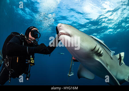 JUPITER EN FLORIDE, TIGER BEACH BAHAMAS : Diver caresser requins. La tenue d'un seize mètres de long requin tigre dans ses mains un courageux plongeur britannique peut être vu en plaçant les prédateurs sauvages dans une transe onirique quatre-vingt-dix pieds sous l'eau. Avec seulement quelques pouces entre eux, le plongeur de touches et apaise le shark dans une procédure appelée "l'immobilité tonique" souvent utilisé pour calmer les requins afin de retirer les crochets de leur bouche ou de la gorge. Autres photos Mettez le rasoir des dents pointues à l'intérieur des deux tiger et requins citrons' bouche tandis que le plongeur part nourrit quelques gâteries de poisson. Ils peuvent également être vus jouer w Banque D'Images