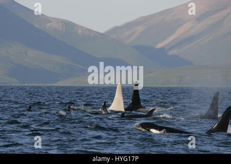 Les îles Kouriles, l'OCÉAN PACIFIQUE : Une orque albinos rare appelé Iceberg a été redécouverte par les scientifiques comme l'homme Orca partirent à travers l'océan Pacifique. Non détectées depuis le printemps 2012, les chercheurs ont été tente désespérément de confirmer le jeune homme de 22 ans tous les mammifères marins blanc était encore en vie. Seulement un sur dix mille orques, également connu sous le nom de Orcas, sont complètement blanc. L'étreindre une nouvelle de la survie de l'Iceberg au large de la côte de l'archipel des Kouriles a été signalé par le chercheur américain Erich Hoyt (65) de l'Extrême-Orient Russie Projet Orca (FEROP). Banque D'Images