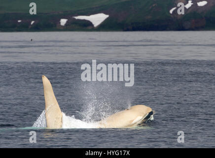 Les îles Kouriles, l'OCÉAN PACIFIQUE : Une orque albinos rare appelé Iceberg a été redécouverte par les scientifiques comme l'homme Orca partirent à travers l'océan Pacifique. Non détectées depuis le printemps 2012, les chercheurs ont été tente désespérément de confirmer le jeune homme de 22 ans tous les mammifères marins blanc était encore en vie. Seulement un sur dix mille orques, également connu sous le nom de Orcas, sont complètement blanc. L'étreindre une nouvelle de la survie de l'Iceberg au large de la côte de l'archipel des Kouriles a été signalé par le chercheur américain Erich Hoyt (65) de l'Extrême-Orient Russie Projet Orca (FEROP). Banque D'Images