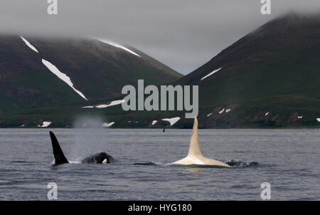 Les îles Kouriles, l'OCÉAN PACIFIQUE : Une orque albinos rare appelé Iceberg a été redécouverte par les scientifiques comme l'homme Orca partirent à travers l'océan Pacifique. Non détectées depuis le printemps 2012, les chercheurs ont été tente désespérément de confirmer le jeune homme de 22 ans tous les mammifères marins blanc était encore en vie. Seulement un sur dix mille orques, également connu sous le nom de Orcas, sont complètement blanc. L'étreindre une nouvelle de la survie de l'Iceberg au large de la côte de l'archipel des Kouriles a été signalé par le chercheur américain Erich Hoyt (65) de l'Extrême-Orient Russie Projet Orca (FEROP). Banque D'Images