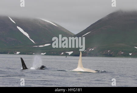 Les îles Kouriles, l'OCÉAN PACIFIQUE : Une orque albinos rare appelé Iceberg a été redécouverte par les scientifiques comme l'homme Orca partirent à travers l'océan Pacifique. Non détectées depuis le printemps 2012, les chercheurs ont été tente désespérément de confirmer le jeune homme de 22 ans tous les mammifères marins blanc était encore en vie. Seulement un sur dix mille orques, également connu sous le nom de Orcas, sont complètement blanc. L'étreindre une nouvelle de la survie de l'Iceberg au large de la côte de l'archipel des Kouriles a été signalé par le chercheur américain Erich Hoyt (65) de l'Extrême-Orient Russie Projet Orca (FEROP). Banque D'Images