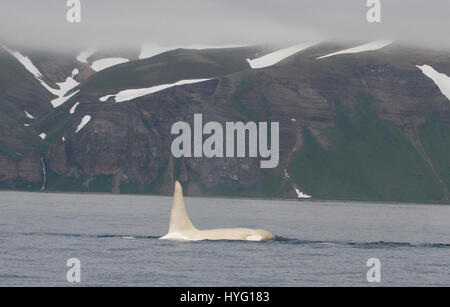 Les îles Kouriles, l'OCÉAN PACIFIQUE : Une orque albinos rare appelé Iceberg a été redécouverte par les scientifiques comme l'homme Orca partirent à travers l'océan Pacifique. Non détectées depuis le printemps 2012, les chercheurs ont été tente désespérément de confirmer le jeune homme de 22 ans tous les mammifères marins blanc était encore en vie. Seulement un sur dix mille orques, également connu sous le nom de Orcas, sont complètement blanc. L'étreindre une nouvelle de la survie de l'Iceberg au large de la côte de l'archipel des Kouriles a été signalé par le chercheur américain Erich Hoyt (65) de l'Extrême-Orient Russie Projet Orca (FEROP). Banque D'Images