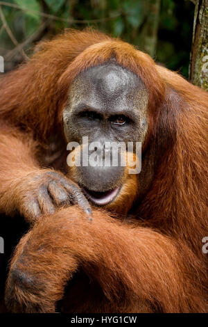 Indonésie : une photo humoristique d'un orang-outan sauvage présente le singe espiègle pointant sur son poignet comme si de dire au photographe de se dépêcher. Photos de la faune d'un vivaneau huit ans d'efforts pour montrer les deux espèces de singes gingembre rares leur montre l'affichage de leur côté ludique. Les orang-outans de Sumatra et peut être vu vaquant à leurs occupations quotidiennes monkey-business de l'échangisme à partir des arbres, de boire de l'eau et participer à la livraison de la banane. D'autres photos montrent incroyablement mignon bébé orang-outans accrochés à leur mère l'apprentissage de la vie-singe. Un photographe de la faune Banque D'Images