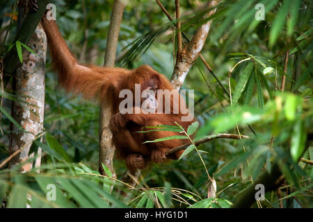 Indonésie : une photo humoristique d'un orang-outan sauvage présente le singe espiègle pointant sur son poignet comme si de dire au photographe de se dépêcher. Photos de la faune d'un vivaneau huit ans d'efforts pour montrer les deux espèces de singes gingembre rares leur montre l'affichage de leur côté ludique. Les orang-outans de Sumatra et peut être vu vaquant à leurs occupations quotidiennes monkey-business de l'échangisme à partir des arbres, de boire de l'eau et participer à la livraison de la banane. D'autres photos montrent incroyablement mignon bébé orang-outans accrochés à leur mère l'apprentissage de la vie-singe. Un photographe de la faune Banque D'Images