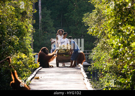 Indonésie : une photo humoristique d'un orang-outan sauvage présente le singe espiègle pointant sur son poignet comme si de dire au photographe de se dépêcher. Photos de la faune d'un vivaneau huit ans d'efforts pour montrer les deux espèces de singes gingembre rares leur montre l'affichage de leur côté ludique. Les orang-outans de Sumatra et peut être vu vaquant à leurs occupations quotidiennes monkey-business de l'échangisme à partir des arbres, de boire de l'eau et participer à la livraison de la banane. D'autres photos montrent incroyablement mignon bébé orang-outans accrochés à leur mère l'apprentissage de la vie-singe. Un photographe de la faune Banque D'Images