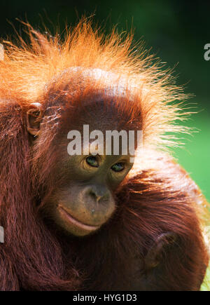 Indonésie : une photo humoristique d'un orang-outan sauvage présente le singe espiègle pointant sur son poignet comme si de dire au photographe de se dépêcher. Photos de la faune d'un vivaneau huit ans d'efforts pour montrer les deux espèces de singes gingembre rares leur montre l'affichage de leur côté ludique. Les orang-outans de Sumatra et peut être vu vaquant à leurs occupations quotidiennes monkey-business de l'échangisme à partir des arbres, de boire de l'eau et participer à la livraison de la banane. D'autres photos montrent incroyablement mignon bébé orang-outans accrochés à leur mère l'apprentissage de la vie-singe. Un photographe de la faune Banque D'Images