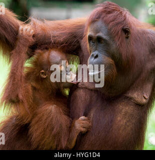 Indonésie : une photo humoristique d'un orang-outan sauvage présente le singe espiègle pointant sur son poignet comme si de dire au photographe de se dépêcher. Photos de la faune d'un vivaneau huit ans d'efforts pour montrer les deux espèces de singes gingembre rares leur montre l'affichage de leur côté ludique. Les orang-outans de Sumatra et peut être vu vaquant à leurs occupations quotidiennes monkey-business de l'échangisme à partir des arbres, de boire de l'eau et participer à la livraison de la banane. D'autres photos montrent incroyablement mignon bébé orang-outans accrochés à leur mère l'apprentissage de la vie-singe. Un photographe de la faune Banque D'Images