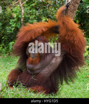 Indonésie : une photo humoristique d'un orang-outan sauvage présente le singe espiègle pointant sur son poignet comme si de dire au photographe de se dépêcher. Photos de la faune d'un vivaneau huit ans d'efforts pour montrer les deux espèces de singes gingembre rares leur montre l'affichage de leur côté ludique. Les orang-outans de Sumatra et peut être vu vaquant à leurs occupations quotidiennes monkey-business de l'échangisme à partir des arbres, de boire de l'eau et participer à la livraison de la banane. D'autres photos montrent incroyablement mignon bébé orang-outans accrochés à leur mère l'apprentissage de la vie-singe. Un photographe de la faune Banque D'Images