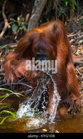 Indonésie : une photo humoristique d'un orang-outan sauvage présente le singe espiègle pointant sur son poignet comme si de dire au photographe de se dépêcher. Photos de la faune d'un vivaneau huit ans d'efforts pour montrer les deux espèces de singes gingembre rares leur montre l'affichage de leur côté ludique. Les orang-outans de Sumatra et peut être vu vaquant à leurs occupations quotidiennes monkey-business de l'échangisme à partir des arbres, de boire de l'eau et participer à la livraison de la banane. D'autres photos montrent incroyablement mignon bébé orang-outans accrochés à leur mère l'apprentissage de la vie-singe. Un photographe de la faune Banque D'Images