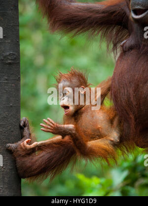 Indonésie : une photo humoristique d'un orang-outan sauvage présente le singe espiègle pointant sur son poignet comme si de dire au photographe de se dépêcher. Photos de la faune d'un vivaneau huit ans d'efforts pour montrer les deux espèces de singes gingembre rares leur montre l'affichage de leur côté ludique. Les orang-outans de Sumatra et peut être vu vaquant à leurs occupations quotidiennes monkey-business de l'échangisme à partir des arbres, de boire de l'eau et participer à la livraison de la banane. D'autres photos montrent incroyablement mignon bébé orang-outans accrochés à leur mère l'apprentissage de la vie-singe. Un photographe de la faune Banque D'Images