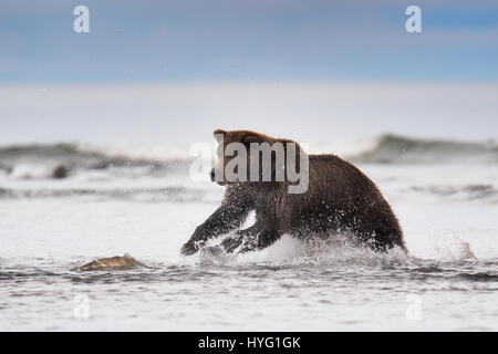 LAKE CLARK NATIONAL PARK, ALASKA : Dix-neuf mois Old Bear cub frères pesant au deux-cents livres chacun ont été surpris d'avoir un poinçon. Après ce qui ressemble à une grande intensité et agressive échange de poings, ces frères d'armes peuvent éventuellement être vu se détendre dans la compagnie de l'autre comme des frères et sœurs peuvent seulement. D'autres photos montrent l'ours brun côtières la chasse et la capture d'un saumon glissantes. Tandis qu'un autre souffle une framboise, pas de doute, à l'un qui est parti. Photographe norvégien Olav Thokle (49) s'est rendu à Lake Clark National Park en Alaska pour se rapprocher de l'action au cours de Salm Banque D'Images