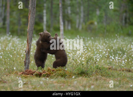 KAINUU DÉSERT, FINLANDE : photographies d'un ourson prises ont été capturés sur l'appareil photo de seulement vingt-cinq mètres par un instructeur de conditionnement physique avec plaisir. Pris seulement quelques centaines de mètres de la frontière russe, ces images montrent quatre mois oursons bruns d'Europe ayant une bonne vieille lutte. Mais quand les choses deviennent un peu maman chauffée est à votre disposition pour en ligne droite. Harry Eggens photographe amateur (62) des Pays-Bas a parcouru quatre cents kilomètres au nord-est d'Helsinki, à la grande région de Kainuu désert où il a été en mesure de prendre ces oursons dans leur milieu naturel env Banque D'Images