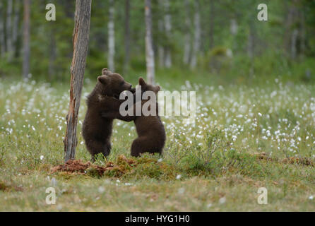 KAINUU DÉSERT, FINLANDE : photographies d'un ourson prises ont été capturés sur l'appareil photo de seulement vingt-cinq mètres par un instructeur de conditionnement physique avec plaisir. Pris seulement quelques centaines de mètres de la frontière russe, ces images montrent quatre mois oursons bruns d'Europe ayant une bonne vieille lutte. Mais quand les choses deviennent un peu maman chauffée est à votre disposition pour en ligne droite. Harry Eggens photographe amateur (62) des Pays-Bas a parcouru quatre cents kilomètres au nord-est d'Helsinki, à la grande région de Kainuu désert où il a été en mesure de prendre ces oursons dans leur milieu naturel env Banque D'Images