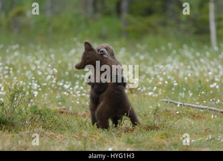 KAINUU DÉSERT, FINLANDE : photographies d'un ourson prises ont été capturés sur l'appareil photo de seulement vingt-cinq mètres par un instructeur de conditionnement physique avec plaisir. Pris seulement quelques centaines de mètres de la frontière russe, ces images montrent quatre mois oursons bruns d'Europe ayant une bonne vieille lutte. Mais quand les choses deviennent un peu maman chauffée est à votre disposition pour en ligne droite. Harry Eggens photographe amateur (62) des Pays-Bas a parcouru quatre cents kilomètres au nord-est d'Helsinki, à la grande région de Kainuu désert où il a été en mesure de prendre ces oursons dans leur milieu naturel env Banque D'Images