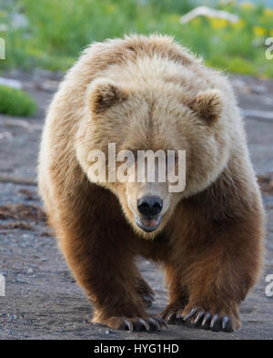 KATMAI NATIONAL PARK, ALASKA : ce voyou ours était littéralement prendre le poisson lorsqu'il a poussé sa victime au sol et lui pinça le souper de poisson. L'emballage d'un poinçon, ces photos prises à partir de seulement trente mètres afficher les longueurs en concurrence à s'adresser pour obtenir leurs pattes sur un traitement de poisson. La puissance et l'élan de l'ours shove peut être clairement vu dans ces magnifiques photos d'action. L'affaiblissement de l'ours a été inévitablement laissé seething et affamés après avoir perdu son poisson au plus puissant rival. Brad Josephs (39) de l'Alaska, a été un leader de l'expédition pour les vingt dernières années et s'échine-t Banque D'Images