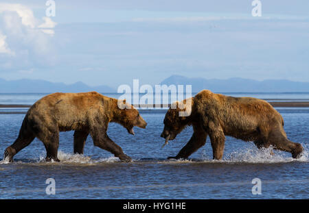 KATMAI NATIONAL PARK, ALASKA : ce voyou ours était littéralement prendre le poisson lorsqu'il a poussé sa victime au sol et lui pinça le souper de poisson. L'emballage d'un poinçon, ces photos prises à partir de seulement trente mètres afficher les longueurs en concurrence à s'adresser pour obtenir leurs pattes sur un traitement de poisson. La puissance et l'élan de l'ours shove peut être clairement vu dans ces magnifiques photos d'action. L'affaiblissement de l'ours a été inévitablement laissé seething et affamés après avoir perdu son poisson au plus puissant rival. Brad Josephs (39) de l'Alaska, a été un leader de l'expédition pour les vingt dernières années et s'échine-t Banque D'Images