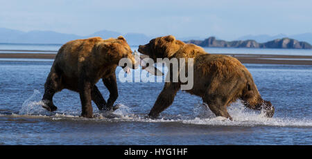 KATMAI NATIONAL PARK, ALASKA : ce voyou ours était littéralement prendre le poisson lorsqu'il a poussé sa victime au sol et lui pinça le souper de poisson. L'emballage d'un poinçon, ces photos prises à partir de seulement trente mètres afficher les longueurs en concurrence à s'adresser pour obtenir leurs pattes sur un traitement de poisson. La puissance et l'élan de l'ours shove peut être clairement vu dans ces magnifiques photos d'action. L'affaiblissement de l'ours a été inévitablement laissé seething et affamés après avoir perdu son poisson au plus puissant rival. Brad Josephs (39) de l'Alaska, a été un leader de l'expédition pour les vingt dernières années et s'échine-t Banque D'Images