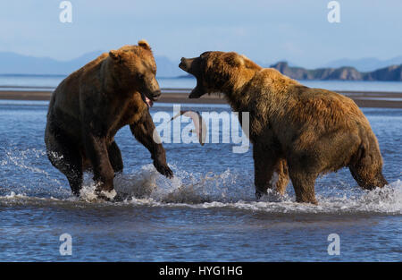 KATMAI NATIONAL PARK, ALASKA : ce voyou ours était littéralement prendre le poisson lorsqu'il a poussé sa victime au sol et lui pinça le souper de poisson. L'emballage d'un poinçon, ces photos prises à partir de seulement trente mètres afficher les longueurs en concurrence à s'adresser pour obtenir leurs pattes sur un traitement de poisson. La puissance et l'élan de l'ours shove peut être clairement vu dans ces magnifiques photos d'action. L'affaiblissement de l'ours a été inévitablement laissé seething et affamés après avoir perdu son poisson au plus puissant rival. Brad Josephs (39) de l'Alaska, a été un leader de l'expédition pour les vingt dernières années et s'échine-t Banque D'Images