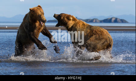 KATMAI NATIONAL PARK, ALASKA : ce voyou ours était littéralement prendre le poisson lorsqu'il a poussé sa victime au sol et lui pinça le souper de poisson. L'emballage d'un poinçon, ces photos prises à partir de seulement trente mètres afficher les longueurs en concurrence à s'adresser pour obtenir leurs pattes sur un traitement de poisson. La puissance et l'élan de l'ours shove peut être clairement vu dans ces magnifiques photos d'action. L'affaiblissement de l'ours a été inévitablement laissé seething et affamés après avoir perdu son poisson au plus puissant rival. Brad Josephs (39) de l'Alaska, a été un leader de l'expédition pour les vingt dernières années et s'échine-t Banque D'Images