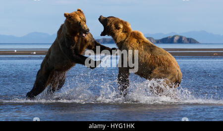 KATMAI NATIONAL PARK, ALASKA : ce voyou ours était littéralement prendre le poisson lorsqu'il a poussé sa victime au sol et lui pinça le souper de poisson. L'emballage d'un poinçon, ces photos prises à partir de seulement trente mètres afficher les longueurs en concurrence à s'adresser pour obtenir leurs pattes sur un traitement de poisson. La puissance et l'élan de l'ours shove peut être clairement vu dans ces magnifiques photos d'action. L'affaiblissement de l'ours a été inévitablement laissé seething et affamés après avoir perdu son poisson au plus puissant rival. Brad Josephs (39) de l'Alaska, a été un leader de l'expédition pour les vingt dernières années et s'échine-t Banque D'Images