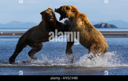 KATMAI NATIONAL PARK, ALASKA : ce voyou ours était littéralement prendre le poisson lorsqu'il a poussé sa victime au sol et lui pinça le souper de poisson. L'emballage d'un poinçon, ces photos prises à partir de seulement trente mètres afficher les longueurs en concurrence à s'adresser pour obtenir leurs pattes sur un traitement de poisson. La puissance et l'élan de l'ours shove peut être clairement vu dans ces magnifiques photos d'action. L'affaiblissement de l'ours a été inévitablement laissé seething et affamés après avoir perdu son poisson au plus puissant rival. Brad Josephs (39) de l'Alaska, a été un leader de l'expédition pour les vingt dernières années et s'échine-t Banque D'Images