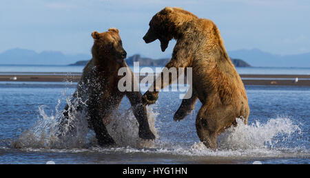 KATMAI NATIONAL PARK, ALASKA : ce voyou ours était littéralement prendre le poisson lorsqu'il a poussé sa victime au sol et lui pinça le souper de poisson. L'emballage d'un poinçon, ces photos prises à partir de seulement trente mètres afficher les longueurs en concurrence à s'adresser pour obtenir leurs pattes sur un traitement de poisson. La puissance et l'élan de l'ours shove peut être clairement vu dans ces magnifiques photos d'action. L'affaiblissement de l'ours a été inévitablement laissé seething et affamés après avoir perdu son poisson au plus puissant rival. Brad Josephs (39) de l'Alaska, a été un leader de l'expédition pour les vingt dernières années et s'échine-t Banque D'Images