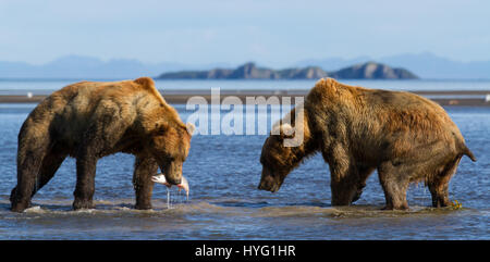 KATMAI NATIONAL PARK, ALASKA : ce voyou ours était littéralement prendre le poisson lorsqu'il a poussé sa victime au sol et lui pinça le souper de poisson. L'emballage d'un poinçon, ces photos prises à partir de seulement trente mètres afficher les longueurs en concurrence à s'adresser pour obtenir leurs pattes sur un traitement de poisson. La puissance et l'élan de l'ours shove peut être clairement vu dans ces magnifiques photos d'action. L'affaiblissement de l'ours a été inévitablement laissé seething et affamés après avoir perdu son poisson au plus puissant rival. Brad Josephs (39) de l'Alaska, a été un leader de l'expédition pour les vingt dernières années et s'échine-t Banque D'Images