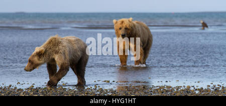 KATMAI NATIONAL PARK, ALASKA : ce voyou ours était littéralement prendre le poisson lorsqu'il a poussé sa victime au sol et lui pinça le souper de poisson. L'emballage d'un poinçon, ces photos prises à partir de seulement trente mètres afficher les longueurs en concurrence à s'adresser pour obtenir leurs pattes sur un traitement de poisson. La puissance et l'élan de l'ours shove peut être clairement vu dans ces magnifiques photos d'action. L'affaiblissement de l'ours a été inévitablement laissé seething et affamés après avoir perdu son poisson au plus puissant rival. Brad Josephs (39) de l'Alaska, a été un leader de l'expédition pour les vingt dernières années et s'échine-t Banque D'Images