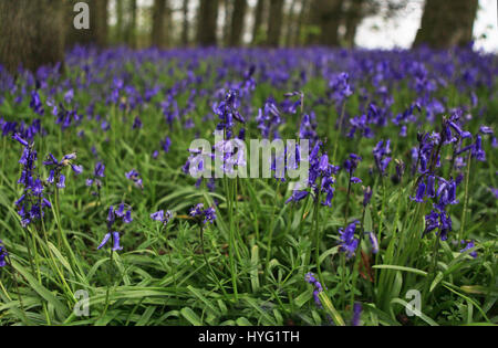 Forêt de Dean, UK : ces pourrait être le premier des jacinthes 2016 ? L'éclatement de ces forêts de la native bluebells regardez la campagne idyllique. Ces superbes images ont été prises dans la forêt de Dean par photographerAleks feeelance Gjika (47) de Gloucester. Banque D'Images