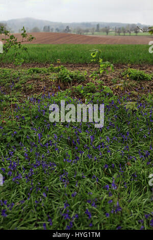 Forêt de Dean, UK : ces pourrait être le premier des jacinthes 2016 ? L'éclatement de ces forêts de la native bluebells regardez la campagne idyllique. Ces superbes images ont été prises dans la forêt de Dean par photographerAleks feeelance Gjika (47) de Gloucester. Banque D'Images