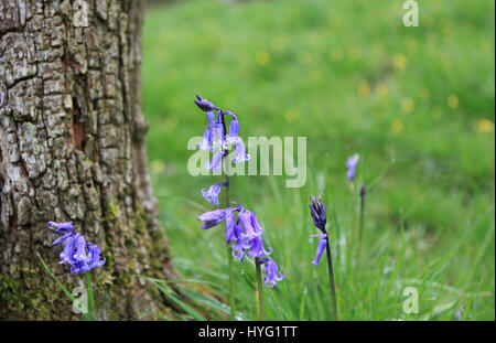 Forêt de Dean, UK : ces pourrait être le premier des jacinthes 2016 ? L'éclatement de ces forêts de la native bluebells regardez la campagne idyllique. Ces superbes images ont été prises dans la forêt de Dean par photographerAleks feeelance Gjika (47) de Gloucester. Banque D'Images