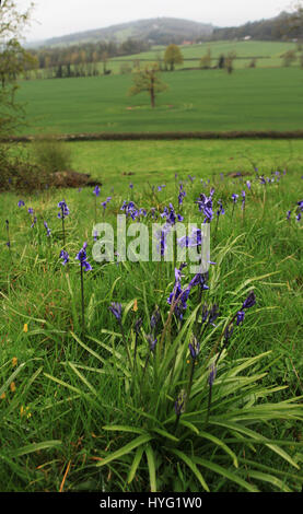 Forêt de Dean, UK : ces pourrait être le premier des jacinthes 2016 ? L'éclatement de ces forêts de la native bluebells regardez la campagne idyllique. Ces superbes images ont été prises dans la forêt de Dean par photographerAleks feeelance Gjika (47) de Gloucester. Banque D'Images