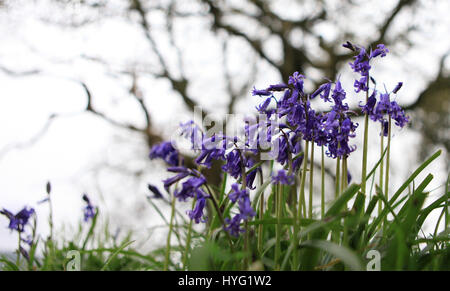 Forêt de Dean, UK : ces pourrait être le premier des jacinthes 2016 ? L'éclatement de ces forêts de la native bluebells regardez la campagne idyllique. Ces superbes images ont été prises dans la forêt de Dean par photographerAleks feeelance Gjika (47) de Gloucester. Banque D'Images