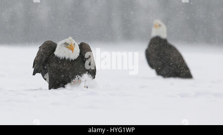 Nouvelle-écosse, CANADA : action-packed coups de pygargues à tête blanche qui se battent pour la nourriture et l'espièglerie de neige coups ont été prises à partir de juste vingt-cinq pieds de distance. Les images montrent une convocation ou groupe de la mise au rebut des prédateurs puissants pour obtenir les meilleurs morceaux de grub. D'autres photos montrent les oiseaux réparties dans une ligne d'arbres en gardant une distance de sécurité de l'autre. Un aigle de fête se présente comme il est assis sur le haut d'un arbre de Noël. Spécialiste de la gestion canadienne Denis Dumoulin (51) ont passé une semaine bravant les temps froid pour le ces images incroyables, dans la baie de Fundy, en Nouvelle-Écosse. Banque D'Images