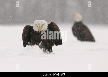 Nouvelle-écosse, CANADA : action-packed coups de pygargues à tête blanche qui se battent pour la nourriture et l'espièglerie de neige coups ont été prises à partir de juste vingt-cinq pieds de distance. Les images montrent une convocation ou groupe de la mise au rebut des prédateurs puissants pour obtenir les meilleurs morceaux de grub. D'autres photos montrent les oiseaux réparties dans une ligne d'arbres en gardant une distance de sécurité de l'autre. Un aigle de fête se présente comme il est assis sur le haut d'un arbre de Noël. Spécialiste de la gestion canadienne Denis Dumoulin (51) ont passé une semaine bravant les temps froid pour le ces images incroyables, dans la baie de Fundy, en Nouvelle-Écosse. Banque D'Images