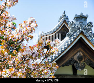 Détail sur le toit du temple japonais contre le ciel bleu pendant la saison des cerisiers en fleur. Banque D'Images