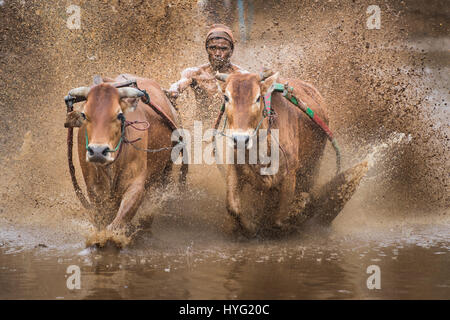 BATU SANGKAR, INDONÉSIE : des images spectaculaires des agriculteurs leur course dans la boue des taureaux prix placera votre pulse racing. Les images montrent comment les braves concurrents dans cette course de saison s'arrêtera à rien à prouver la force de leurs taureaux et leurs compétences dans leur course à travers les plus difficiles. Photographe malaisienne Mohd Irman Ismail a pris les photos pendant la SSPI Jawi Batu Sangkar festival dans l'Ouest de Sumatra, Indonésie ,. Banque D'Images