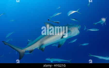 Vingt Bull sharks ont été pris d'être nourris à la main avec amour par une alimentation humaine quatre-vingts pieds sous l'océan. Ces images montrent des créatures incroyables heureusement le tour de l'alimentation, prenant la nourriture directement de sa main. D'autres photos montrent le convoyeur en fait de caresser le prédateur comme si c'était un petit chiot chien. Le plus grand requin taureau domine clairement alors que les requins plus petits suivre son exemple. Photographe sous-marin Luis Javier Sandoval (35) voulait montrer les requins se comportent d'une manière conviviale d'essayer de changer le point de vue de la plupart des gens des requins comme des machines à tuer. Hôtel - Images - photos Banque D'Images