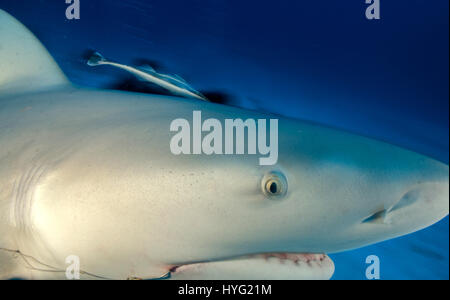 Vingt Bull sharks ont été pris d'être nourris à la main avec amour par une alimentation humaine quatre-vingts pieds sous l'océan. Ces images montrent des créatures incroyables heureusement le tour de l'alimentation, prenant la nourriture directement de sa main. D'autres photos montrent le convoyeur en fait de caresser le prédateur comme si c'était un petit chiot chien. Le plus grand requin taureau domine clairement alors que les requins plus petits suivre son exemple. Photographe sous-marin Luis Javier Sandoval (35) voulait montrer les requins se comportent d'une manière conviviale d'essayer de changer le point de vue de la plupart des gens des requins comme des machines à tuer. Hôtel - Images - photos Banque D'Images