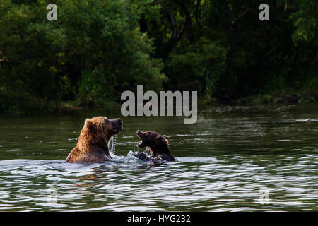 Lac KURIL, Russie : le moment choquant une demi-tonne vorace cannibal supporter tué et mangé une jeune infortuné a été capturée sur appareil photo. Les images montrent comment les neuf mâles adultes 1,50L'ours brun du Kamtchatka traque les trois ans victime, avant d'attaquer dans l'eau. Le jeune ours parvient tout juste une brève lutte dans l'eau avant d'être mordu et traîné jusqu'à la rive, où il a finalement été tué et mangé. Mathématicien Mikhaïl Korostelev (34) de Moscou a été prise de l'ours en regardant le lac Kuril en Extrême-Orient de la Russie lorsqu'il a vu les rares mise à mort. Banque D'Images