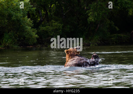 Lac KURIL, Russie : le moment choquant une demi-tonne vorace cannibal supporter tué et mangé une jeune infortuné a été capturée sur appareil photo. Les images montrent comment les neuf mâles adultes 1,50L'ours brun du Kamtchatka traque les trois ans victime, avant d'attaquer dans l'eau. Le jeune ours parvient tout juste une brève lutte dans l'eau avant d'être mordu et traîné jusqu'à la rive, où il a finalement été tué et mangé. Mathématicien Mikhaïl Korostelev (34) de Moscou a été prise de l'ours en regardant le lac Kuril en Extrême-Orient de la Russie lorsqu'il a vu les rares mise à mort. Banque D'Images