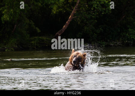 Lac KURIL, Russie : le moment choquant une demi-tonne vorace cannibal supporter tué et mangé une jeune infortuné a été capturée sur appareil photo. Les images montrent comment les neuf mâles adultes 1,50L'ours brun du Kamtchatka traque les trois ans victime, avant d'attaquer dans l'eau. Le jeune ours parvient tout juste une brève lutte dans l'eau avant d'être mordu et traîné jusqu'à la rive, où il a finalement été tué et mangé. Mathématicien Mikhaïl Korostelev (34) de Moscou a été prise de l'ours en regardant le lac Kuril en Extrême-Orient de la Russie lorsqu'il a vu les rares mise à mort. Banque D'Images